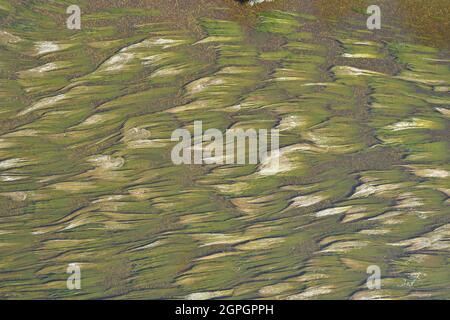 Frankreich, Dordogne, Schwarzes Périgord, Die Dordogne, Meeresalgen; Effektpläne (Luftaufnahme) Stockfoto