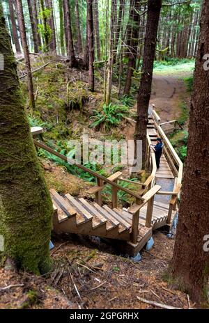 Man Walking on Boardwalk Trail entlang Alice Lake Loop Trail, North Island, vancouver Island Stockfoto