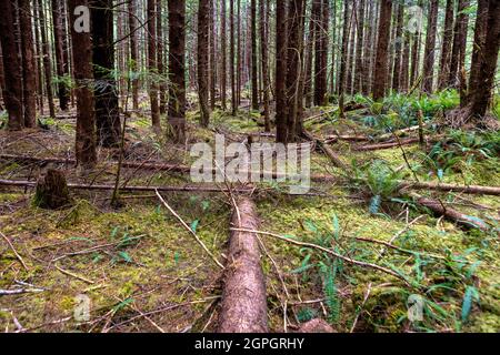 Eternal Falls Forest - Allice Lake Loop Trail, Port Alice, North Island, Vancouver Island, British Columbia, Kanada Stockfoto