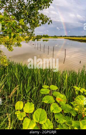 Frankreich, Somme (80), Baie de Somme, Noyelles-sur-mer, Sturm auf den Zäunen und Erscheinung eines Regenbogens Stockfoto