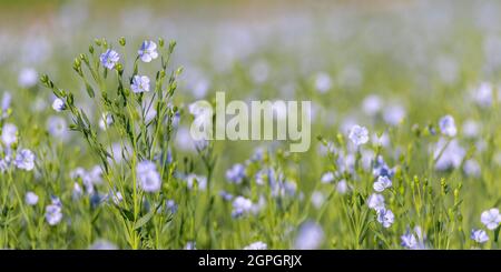 Frankreich, Somme (80), Nouvion-en-Ponthieu, Flachsfeld in Blüte Stockfoto