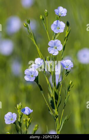 Frankreich, Somme (80), Nouvion-en-Ponthieu, Flachsfeld in Blüte Stockfoto