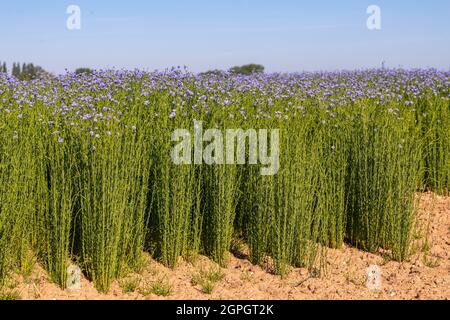 Frankreich, Somme (80), Nouvion-en-Ponthieu, Flachsfeld in Blüte Stockfoto