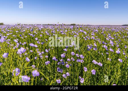 Frankreich, Somme (80), Nouvion-en-Ponthieu, Flachsfeld in Blüte Stockfoto