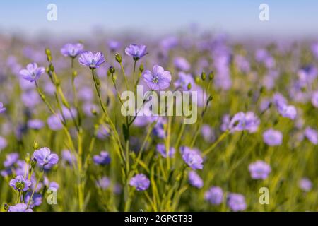 Frankreich, Somme (80), Nouvion-en-Ponthieu, Flachsfeld in Blüte Stockfoto