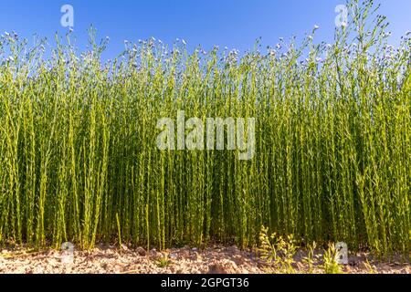 Frankreich, Somme (80), Nouvion-en-Ponthieu, Flachsfeld in Blüte Stockfoto