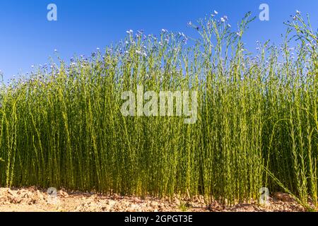 Frankreich, Somme (80), Nouvion-en-Ponthieu, Flachsfeld in Blüte Stockfoto