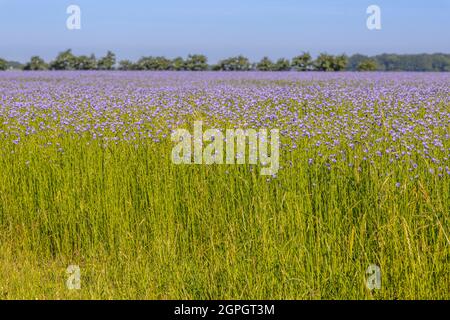 Frankreich, Somme (80), Nouvion-en-Ponthieu, Flachsfeld in Blüte Stockfoto