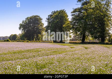 Frankreich, Somme (80), Nouvion-en-Ponthieu, Flachsfeld in Blüte Stockfoto