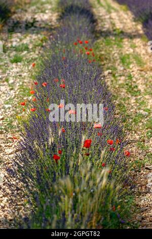 Frankreich, Drome, Drome Provencale, Sault, Ferrassieres, Lavendelfeld Stockfoto