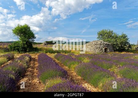 Frankreich, Drome, Drome Provencale, Sault, Ferrassieres, borie in einem Lavendelfeld Stockfoto