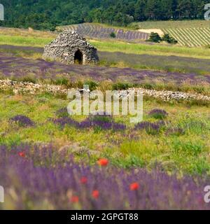 Frankreich, Drome, Drome Provencale, Sault, Ferrassieres, borie in einem Lavendelfeld Stockfoto