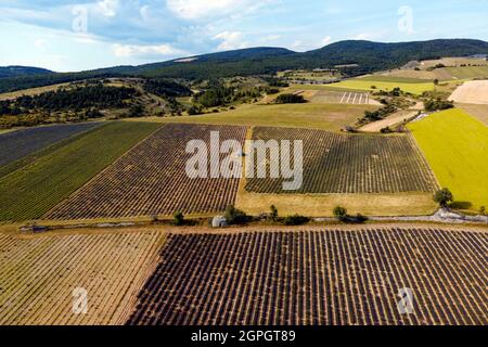 Frankreich, Drome, Drome Provencale, Sault, Ferrassieres, borie in einem Lavendelfeld Stockfoto