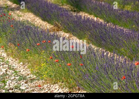 Frankreich, Drome, Drome Provencale, Sault, Ferrassieres, Lavendelfeld Stockfoto