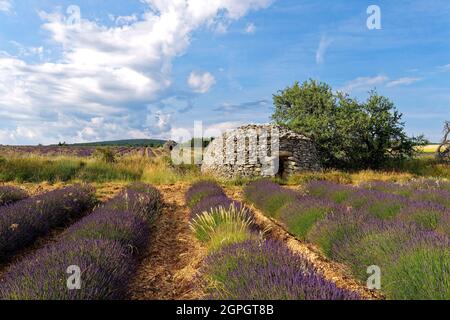 Frankreich, Drome, Drome Provencale, Sault, Ferrassieres, borie in einem Lavendelfeld Stockfoto