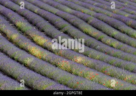 Frankreich, Drome, Drome Provencale, Sault, Ferrassieres, Lavendelfeld Stockfoto