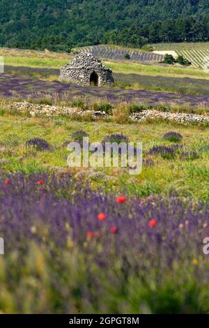 Frankreich, Drome, Drome Provencale, Sault, Ferrassieres, borie in einem Lavendelfeld Stockfoto