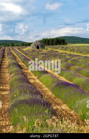 Frankreich, Drome, Drome Provencale, Sault, Ferrassieres, borie in einem Lavendelfeld Stockfoto