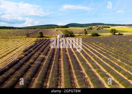 Frankreich, Drome, Drome Provencale, Sault, Ferrassieres, borie in einem Lavendelfeld Stockfoto