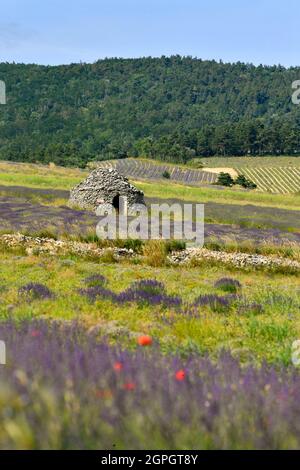 Frankreich, Drome, Drome Provencale, Sault, Ferrassieres, borie in einem Lavendelfeld Stockfoto