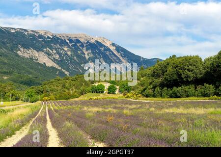 Frankreich, Vaucluse, Parc Naturel Regional du Mont Ventoux, in der Nähe von Sault, Lavendelfeld und Mont Ventoux (1912 m) Stockfoto