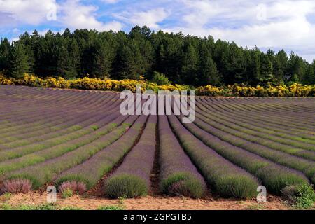 Frankreich, Vaucluse, Parc Naturel Regional du Mont Ventoux, in der Nähe von Sault, Lavendelfeld Stockfoto