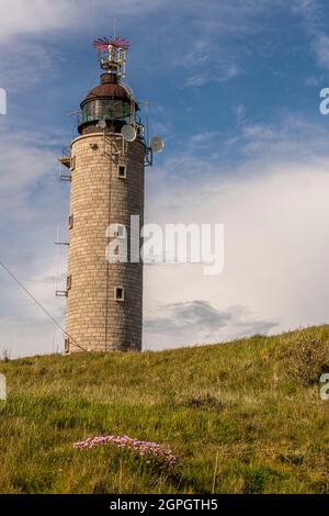 Frankreich, Pas de Calais, Cap Gris nez, die Fußgängerzone zwischen Cap Gris nez und Cran aux Oeufs im Frühjahr, während die Armeria Maritima (Armeria maritima oder spanischer Rasen) in voller Blüte stehen Stockfoto