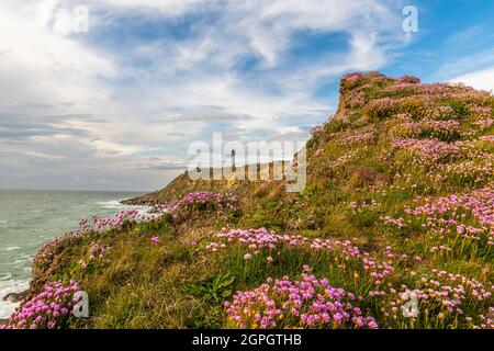 Frankreich, Pas de Calais, Cap Gris nez, die Fußgängerzone zwischen Cap Gris nez und Cran aux Oeufs im Frühjahr, während die Armeria Maritima (Armeria maritima oder spanischer Rasen) in voller Blüte stehen Stockfoto