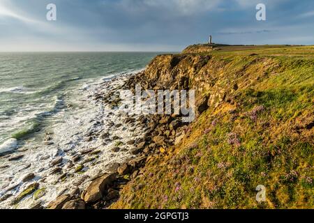 Frankreich, Pas de Calais, Cap Gris nez, die Fußgängerzone zwischen Cap Gris nez und Cran aux Oeufs im Frühjahr, während die Armeria Maritima (Armeria maritima oder spanischer Rasen) in voller Blüte stehen Stockfoto