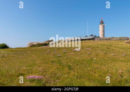 Frankreich, Pas de Calais, Cap Gris nez, die Fußgängerzone zwischen Cap Gris nez und Cran aux Oeufs im Frühjahr, während die Armeria Maritima (Armeria maritima oder spanischer Rasen) in voller Blüte stehen Stockfoto