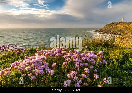 Frankreich, Pas de Calais, Cap Gris nez, die Fußgängerzone zwischen Cap Gris nez und Cran aux Oeufs im Frühjahr, während die Armeria Maritima (Armeria maritima oder spanischer Rasen) in voller Blüte stehen Stockfoto