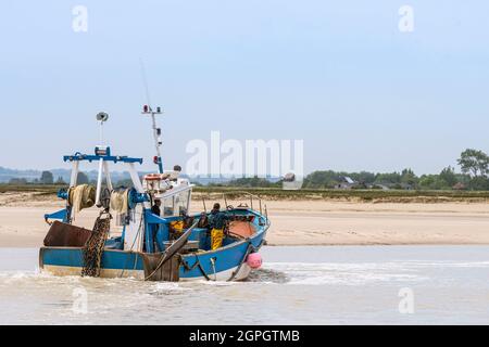 Frankreich, Somme, Baie de Somme, Le Hourdel, Trawler betreten und verlassen den Hafen bei Flut, um nach grauen Garnelen zu fischen Stockfoto