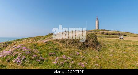 Frankreich, Pas de Calais, Cap Gris nez, die Fußgängerzone zwischen Cap Gris nez und Cran aux Oeufs im Frühjahr, während die Armeria Maritima (Armeria maritima oder spanischer Rasen) in voller Blüte stehen Stockfoto