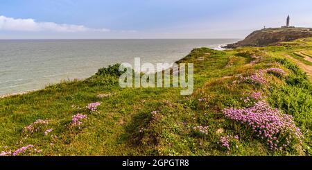 Frankreich, Pas de Calais, Cap Gris nez, die Fußgängerzone zwischen Cap Gris nez und Cran aux Oeufs im Frühjahr, während die Armeria Maritima (Armeria maritima oder spanischer Rasen) in voller Blüte stehen Stockfoto