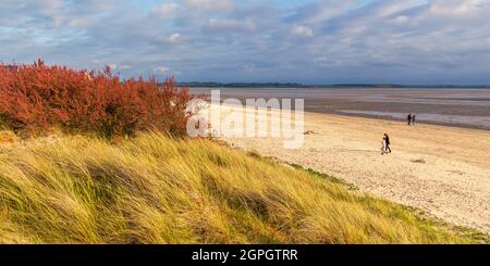 Frankreich, Somme, Baie de Somme, Le Crotoy, der Strand an einem Frühlingsabend nutzen einige Wanderer eine Lichtung und blühende Tamarisken-Bäume in den Dünen Stockfoto