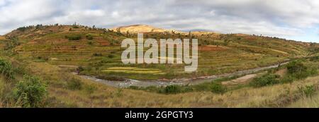 Madagaskar, Zentralhochland, ehemalige Provinz Antananarivo, Region Vakinancaratra, zwischen Betafo und Antsirabe, Reisfelder im Land der Betsileo-Volksgruppe Stockfoto