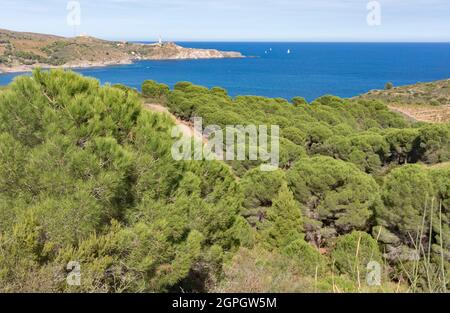 Frankreich, Pyrenees-Orientales, Port-Vendres, die Küste bei Cap Bear Stockfoto