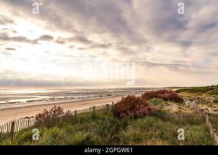 Frankreich, Somme, Baie de Somme, Le Crotoy, der Strand an einem Frühlingsabend nutzen einige Wanderer eine Lichtung und blühende Tamarisken-Bäume in den Dünen Stockfoto