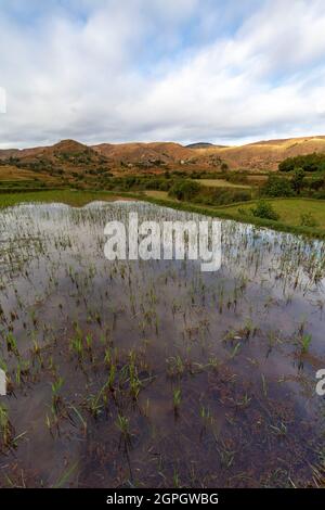 Madagaskar, Zentralhochland, ehemalige Provinz Antananarivo, Region Vakinancaratra, zwischen Betafo und Antsirabe, Reisfelder im Land der Betsileo-Volksgruppe Stockfoto