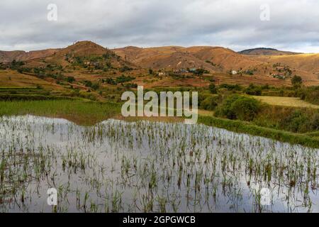 Madagaskar, Zentralhochland, ehemalige Provinz Antananarivo, Region Vakinancaratra, zwischen Betafo und Antsirabe, Reisfelder im Land der Betsileo-Volksgruppe Stockfoto