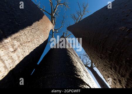 Madagaskar, Menabe Region, Morondava, Gasse von Baobabs, Baobabs von Grandidier (Adansonia grandidieri) Stockfoto