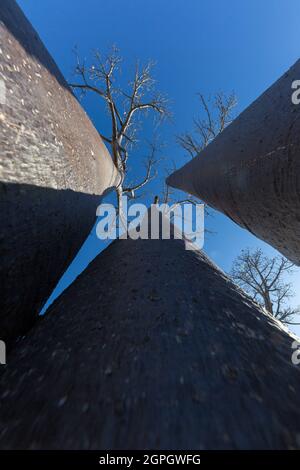 Madagaskar, Menabe Region, Morondava, Gasse von Baobabs, Baobabs von Grandidier (Adansonia grandidieri) Stockfoto