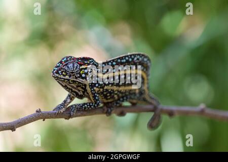 Madagaskar, Osten, Cameleon, Furcifer Lateralis Stockfoto