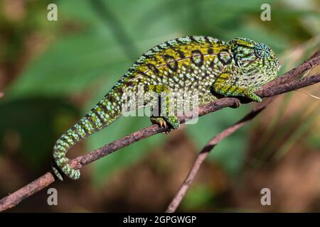 Madagaskar, Osten, Cameleon, Furcifer Lateralis Stockfoto