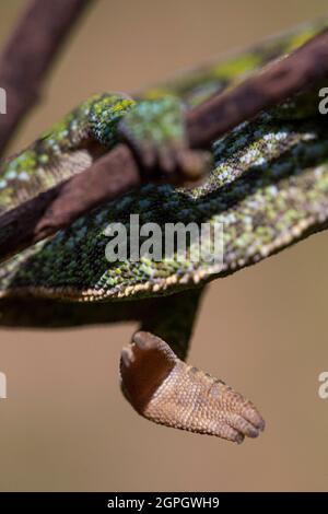 Madagaskar, Osten, Cameleon, Furcifer Lateralis Stockfoto