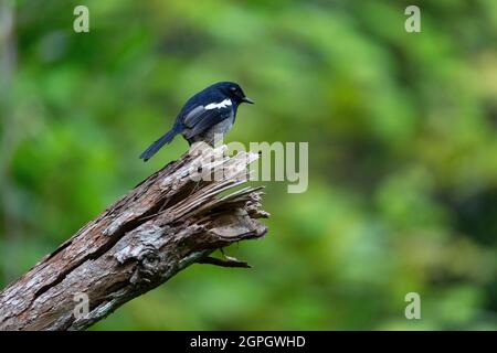 Madagaskar, Alaotra-Mangoro-Region, Andasibé, Madagaskar-Dyal-Amsel (Copsychus pica) Stockfoto
