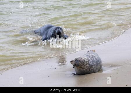 frankreich, pas de calais, boulogne sur mer, Robben, die am Strand ruhen Stockfoto