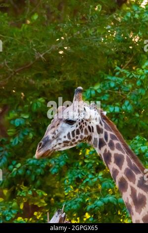 Kenia, Tsavo East National Park, Leiter der männlichen Maasai-Giraffe (Giraffa camelopardalis tippelskirchii) Stockfoto