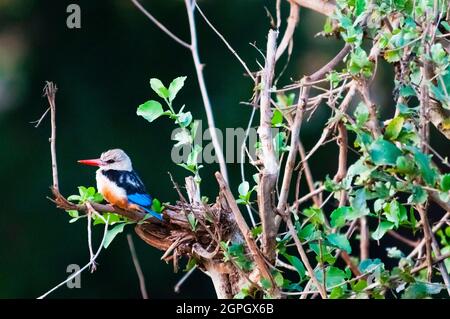 Kenia, Taita Hills Wildlife Sanctuary, Graukopfeisvögel (Halcyon leucocephala) Stockfoto