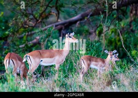 Kenia, Tsavo East National Park, Weibliche Impalas, ein Mutterschafe mit Kalb (Aepyceros melampus) Stockfoto